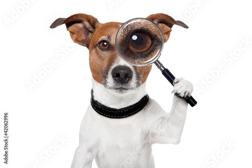 Foto: searching dog with magnifying glass searching dog with magnifying glass