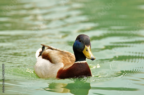Photo: Stockente - Erpel Stockente - Erpel
