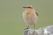 Steinschmätzer, Northern wheatear, Oenanthe oenanthe