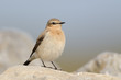Steinschmätzer, Northern wheatear, Oenanthe oenanthe
