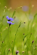 Kornblume