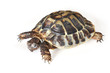 Foto: Landschildkröte Landschildkröte