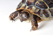 Foto: Landschildkröte Landschildkröte