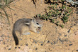 harris's antelope  ground squirrel