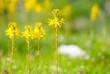 I fiori Gialli