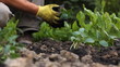 Planting in the garden