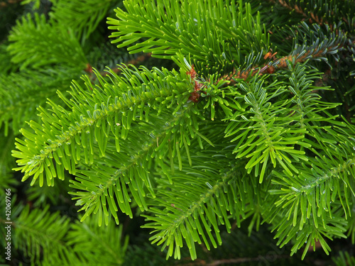 Foto: Tannenreisig Tannenreisig