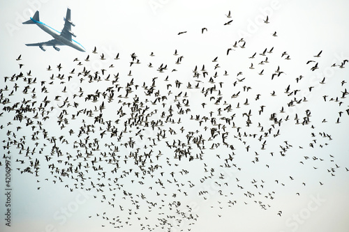 Foto: Aircraft flying over flying ducks Aircraft flying over flying ducks