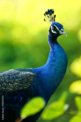 Photo: blue peacock blue peacock