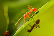ant