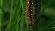 Video: Macroshooting of a caterpillar creeping on a tree Macroshooting of a caterpillar creeping on a tree