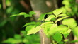 Video: The dragonfly sits on a leaf and departs The dragonfly sits on a leaf and departs