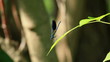 Video: The blue dragonfly sits down and flies up on a tree leaf The blue dragonfly sits down and flies up on a tree leaf