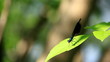 Video: blue dragonfly on a branch blue dragonfly on a branch