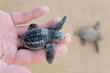 Loggerhead Turtle baby(Caretta carretta)