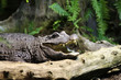 Alligator
