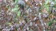 Video: Baum im Regen Baum im Regen