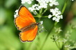 La farfalla