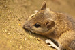 Waldmaus (Apodemus sylvaticus)