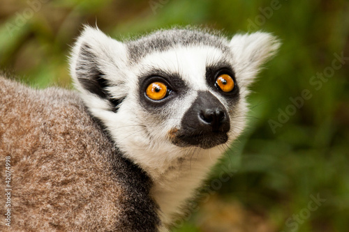 Photo: Katta (Lemur catta) Katta (Lemur catta)