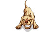 american pitbull terrier vector