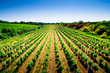 Vignes Costières