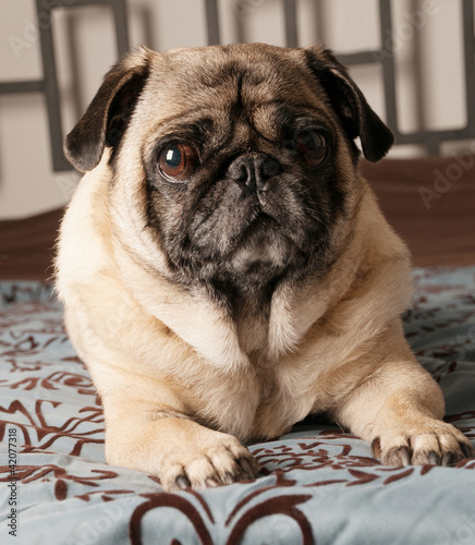 Photo: Pug Laying Down Pug Laying Down