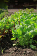 Beetroot and Spinach