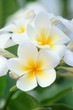 Plumeria Frangipani