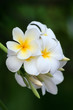 Plumeria Frangipani