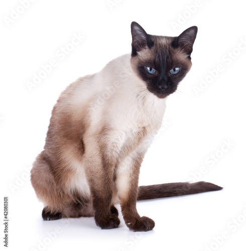 Foto: Siamese cat Siamese cat