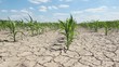 Video: dry cornfield dry cornfield