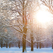 Winterwald