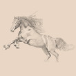 Horse Sketch