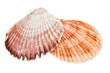 Foto: Muschel Muschel
