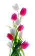 tulip flowers