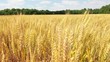 Video: Wheat Field Wheat Field