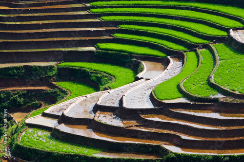 Photo: Terraced rice fields Terraced rice fields