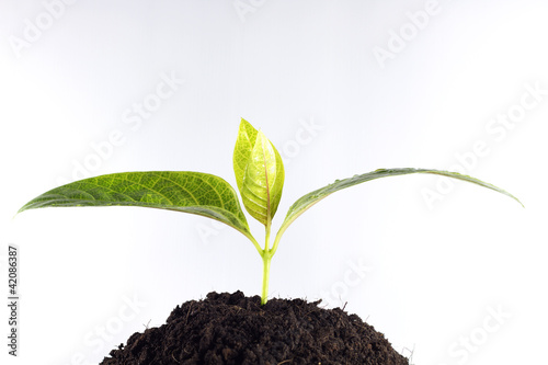 Photo: little plant grow from earth little plant grow from earth