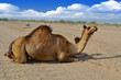 Photo: Camel and her son sitting on the road close up Camel and her son sitting on the road close up