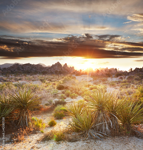 Photo: Joshua tree Joshua tree