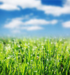 grass