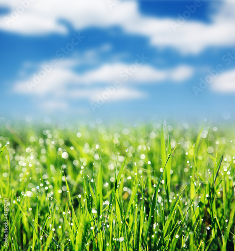 Foto: grass grass