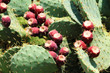 prickly pear (opuntia)