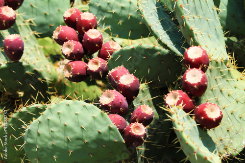 Photo: prickly pear (opuntia) prickly pear (opuntia)