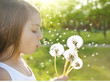 Photo: Summer wishes Summer wishes