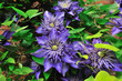 Foto: Clematis Clematis