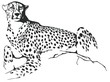 Vektor: Lady-cheetah Lady-cheetah
