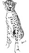 Vektor: Young cheetah Young cheetah