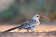 Damara Hornbill standing on ground.